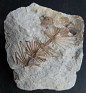 Asterophyllites Equisetiformis - Asterophyllites - Calamostachyaceae - Upper Carboniferous - Spain - 0